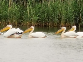 Vară în Delta Dunării august 2026